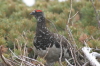 Photograph_ptarmigan