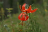 Photograph_mongolia_flower